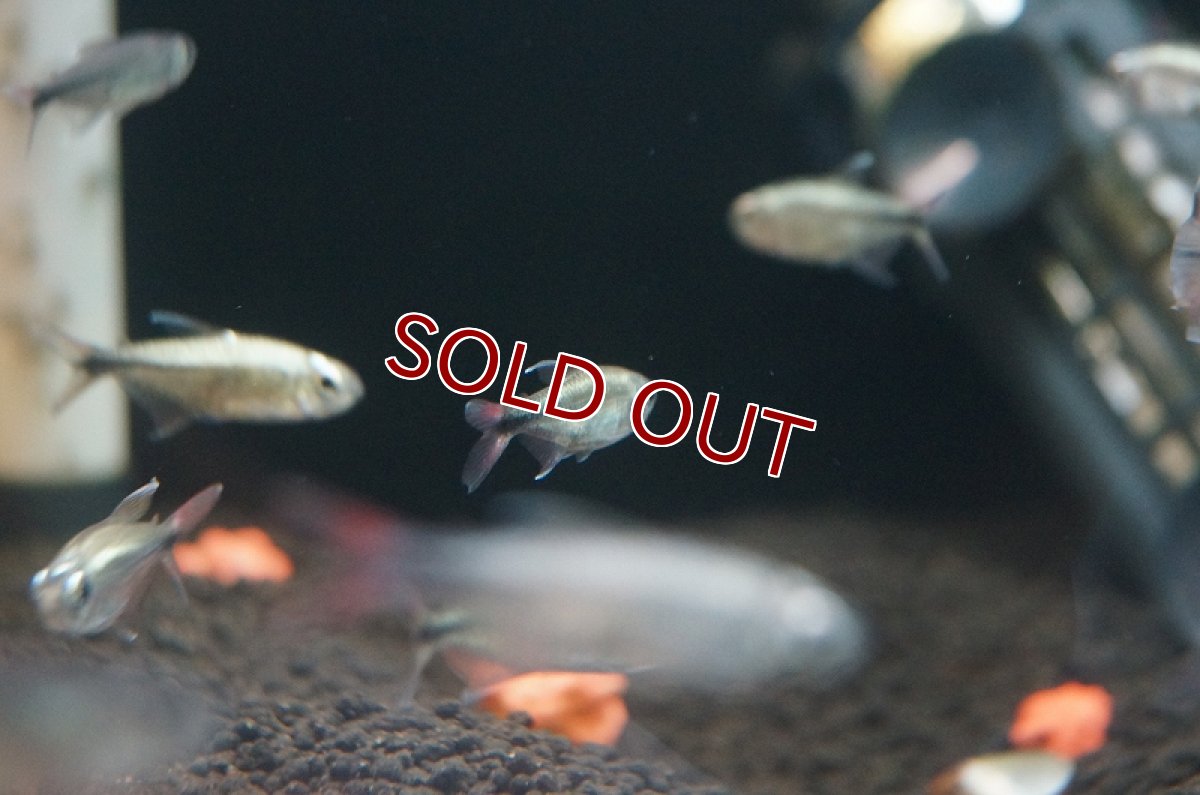 画像3: 【淡水魚】プラチナ ヘミグラムス フィラメントーサス トカンチンス産 ワイルド【1匹】（生体）【珍カラ】（熱帯魚）NKCK (3)