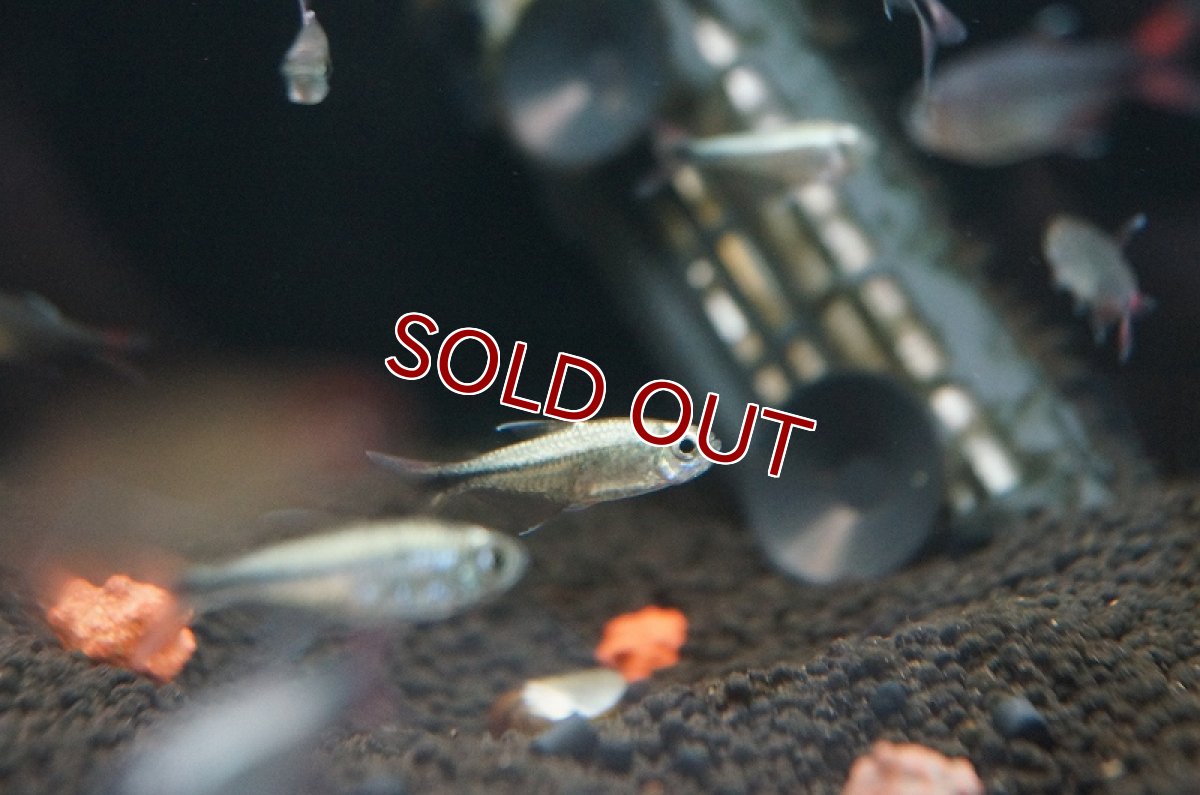 画像4: 【淡水魚】プラチナ ヘミグラムス フィラメントーサス トカンチンス産 ワイルド【1匹】（生体）【珍カラ】（熱帯魚）NKCK (4)