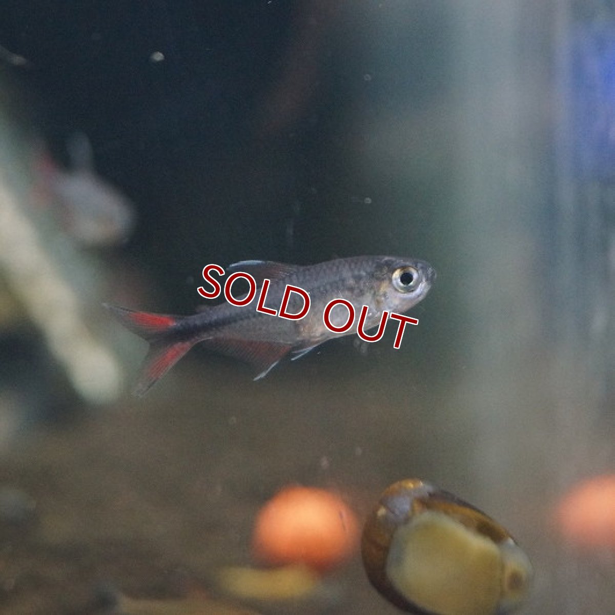 画像2: 【淡水魚】ヘミグラムス フィラメントーサス トカンチンス産 ワイルド【1匹】（生体）【珍カラ】（熱帯魚）NKCK (2)