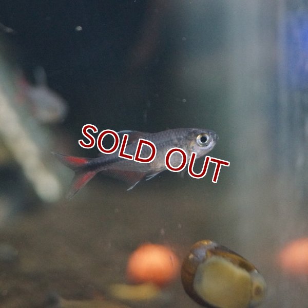 淡水魚 ヘミグラムス フィラメントーサス トカンチンス産 ワイルド 1匹 生体 珍カラ 熱帯魚 Nkck ペットバルーン ネットショップ