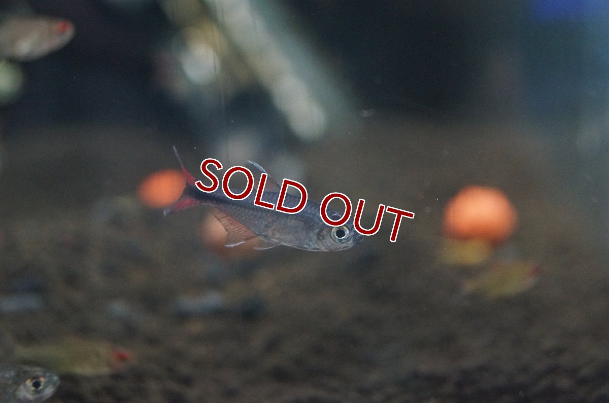 画像3: 【淡水魚】ヘミグラムス フィラメントーサス トカンチンス産 ワイルド【1匹】（生体）【珍カラ】（熱帯魚）NKCK (3)