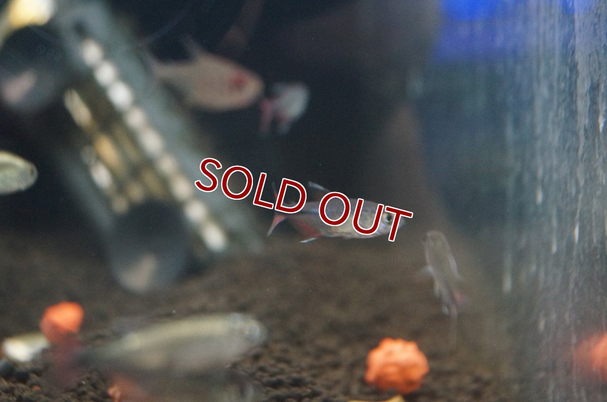 画像4: 【淡水魚】ヘミグラムス フィラメントーサス トカンチンス産 ワイルド【1匹】（生体）【珍カラ】（熱帯魚）NKCK (4)