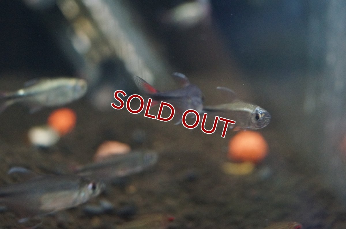 画像5: 【淡水魚】ヘミグラムス フィラメントーサス トカンチンス産 ワイルド【1匹】（生体）【珍カラ】（熱帯魚）NKCK (5)
