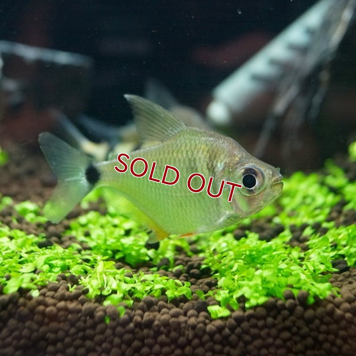 画像2: 【淡水魚】ビックアイカラシン トカンチンス産 ワイルド【1匹】（生体）【珍カラ】（熱帯魚）NKCK (2)