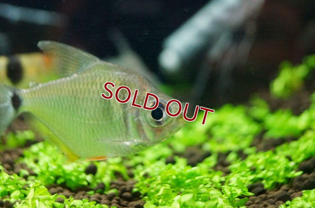 画像3: 【淡水魚】ビックアイカラシン トカンチンス産 ワイルド【1匹】（生体）【珍カラ】（熱帯魚）NKCK (3)