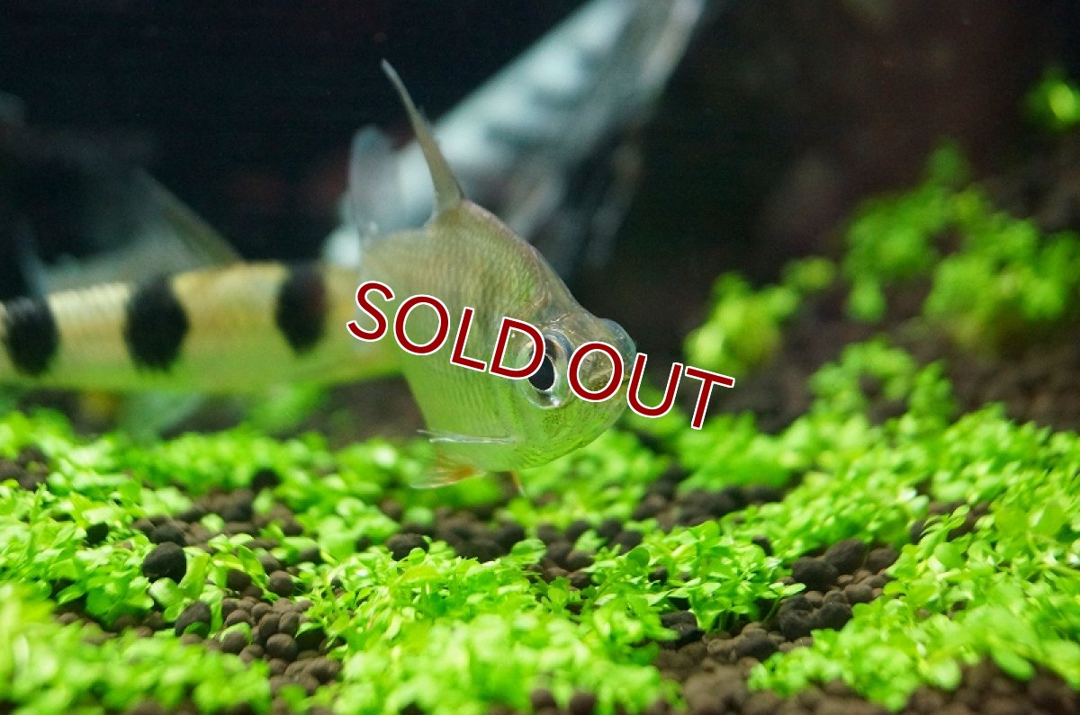 画像4: 【淡水魚】ビックアイカラシン トカンチンス産 ワイルド【1匹】（生体）【珍カラ】（熱帯魚）NKCK (4)