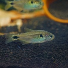 画像2: 【淡水魚】【通販】ハイフェソブリコンspランゲアニィテトラ ワイルド アルトアラグアイア産 ±5cm【1匹】（生体）【珍カラ】（熱帯魚）NKCK (2)