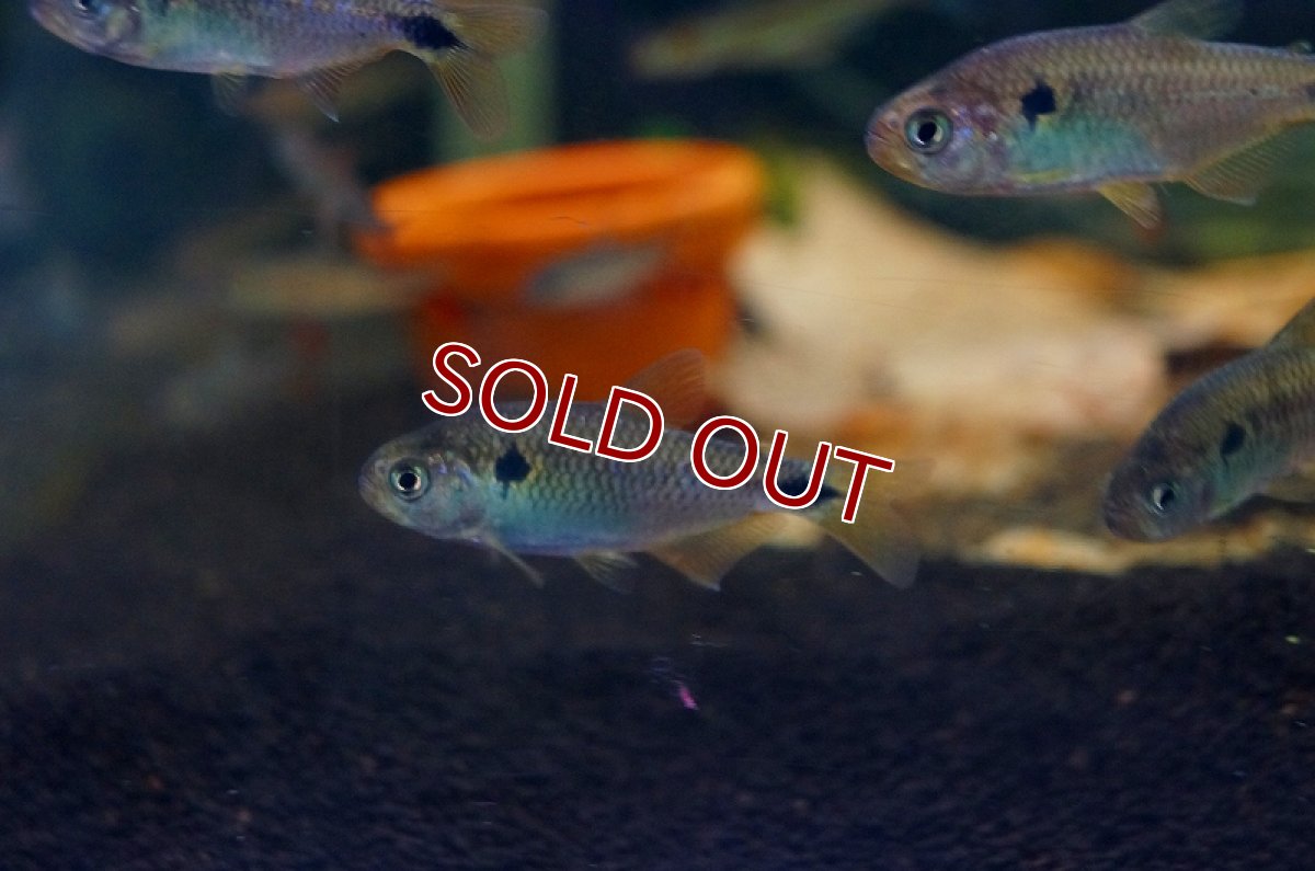 画像3: 【淡水魚】ハイフェソブリコンspランゲアニィテトラ ワイルド アルトアラグアイア産 ±5cm【1匹】（生体）【珍カラ】（熱帯魚）NKCK (3)