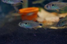 画像3: 【淡水魚】【通販】ハイフェソブリコンspランゲアニィテトラ ワイルド アルトアラグアイア産 ±5cm【1匹】（生体）【珍カラ】（熱帯魚）NKCK (3)