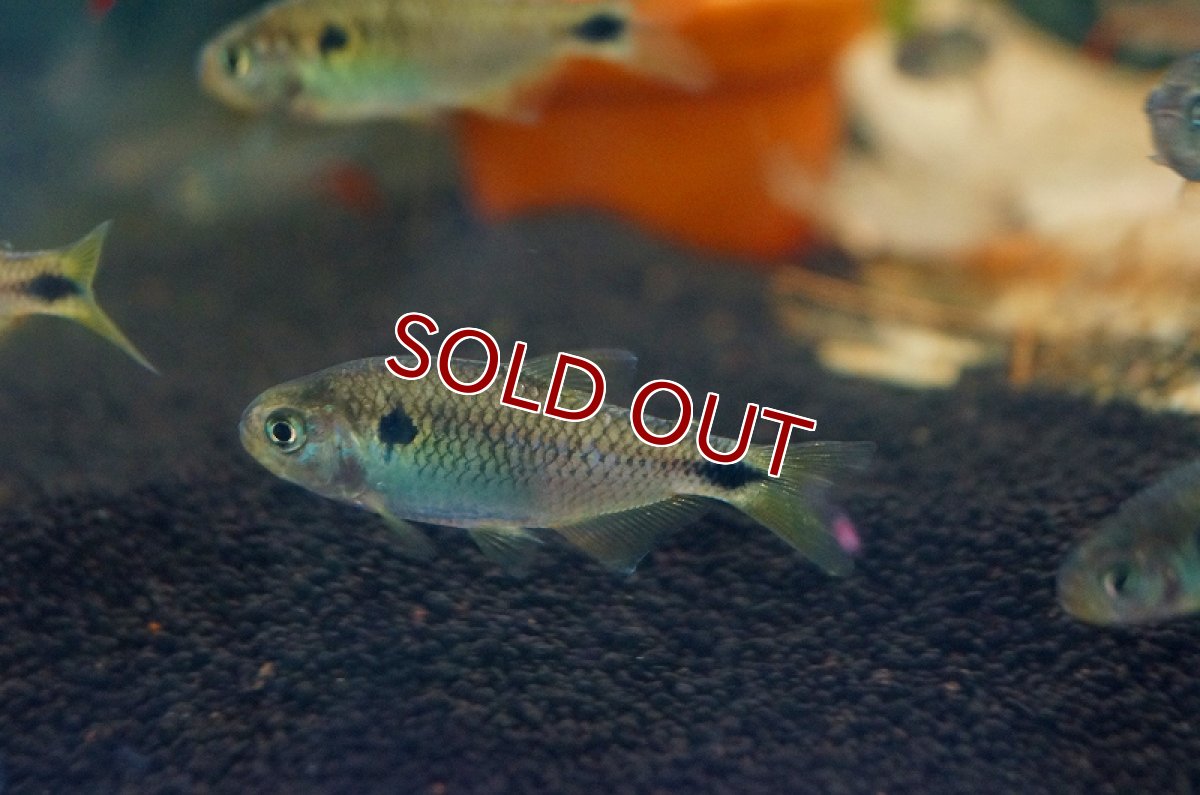 画像4: 【淡水魚】ハイフェソブリコンspランゲアニィテトラ ワイルド アルトアラグアイア産 ±5cm【1匹】（生体）【珍カラ】（熱帯魚）NKCK (4)