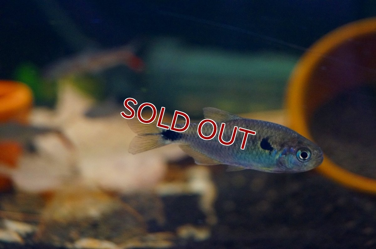 画像5: 【淡水魚】ハイフェソブリコンspランゲアニィテトラ ワイルド アルトアラグアイア産 ±5cm【1匹】（生体）【珍カラ】（熱帯魚）NKCK (5)