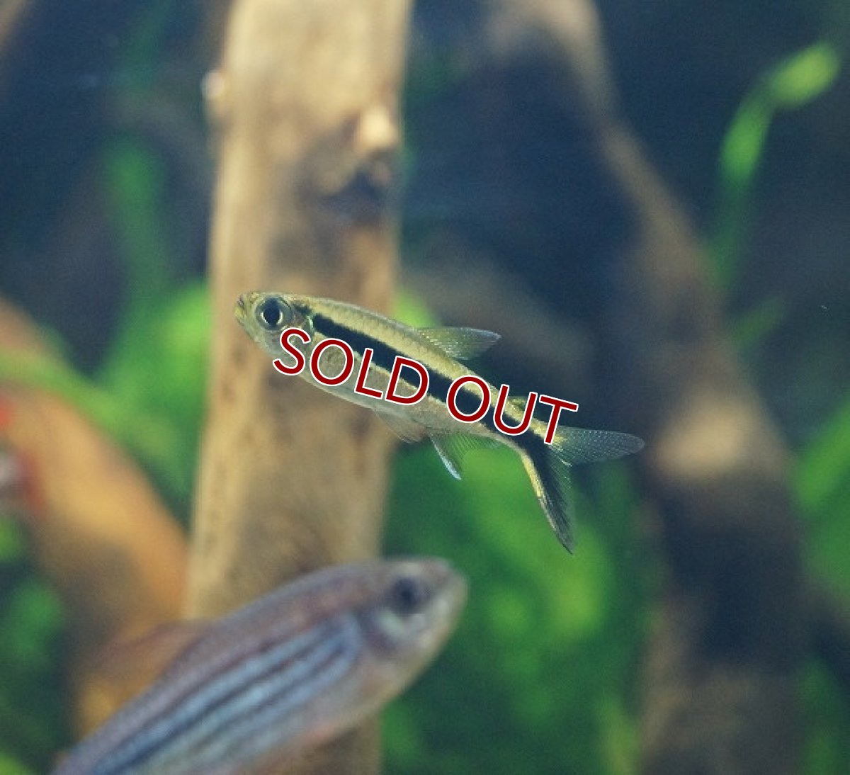 画像2: 【淡水魚】レア種 ワイルドペンギンテトラ ゴイアス産【1匹 サンプル画像】（生体）【珍カラ】（熱帯魚）NKCK (2)