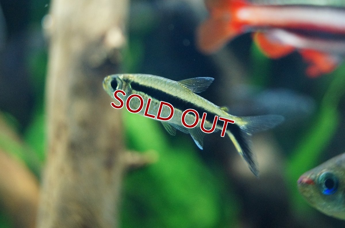 画像3: 【淡水魚】レア種 ワイルドペンギンテトラ ゴイアス産【1匹 サンプル画像】（生体）【珍カラ】（熱帯魚）NKCK (3)