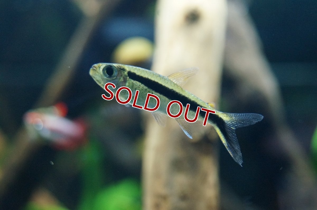 画像4: 【淡水魚】レア種 ワイルドペンギンテトラ ゴイアス産【1匹 サンプル画像】（生体）【珍カラ】（熱帯魚）NKCK (4)