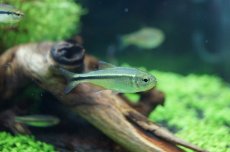 画像1: 【淡水魚】【通販】グリーンラインペンギンヘミグラムス アルトアラグアイア産 ワイルド 【1匹】（生体）【珍カラ】（熱帯魚）NKCK (1)