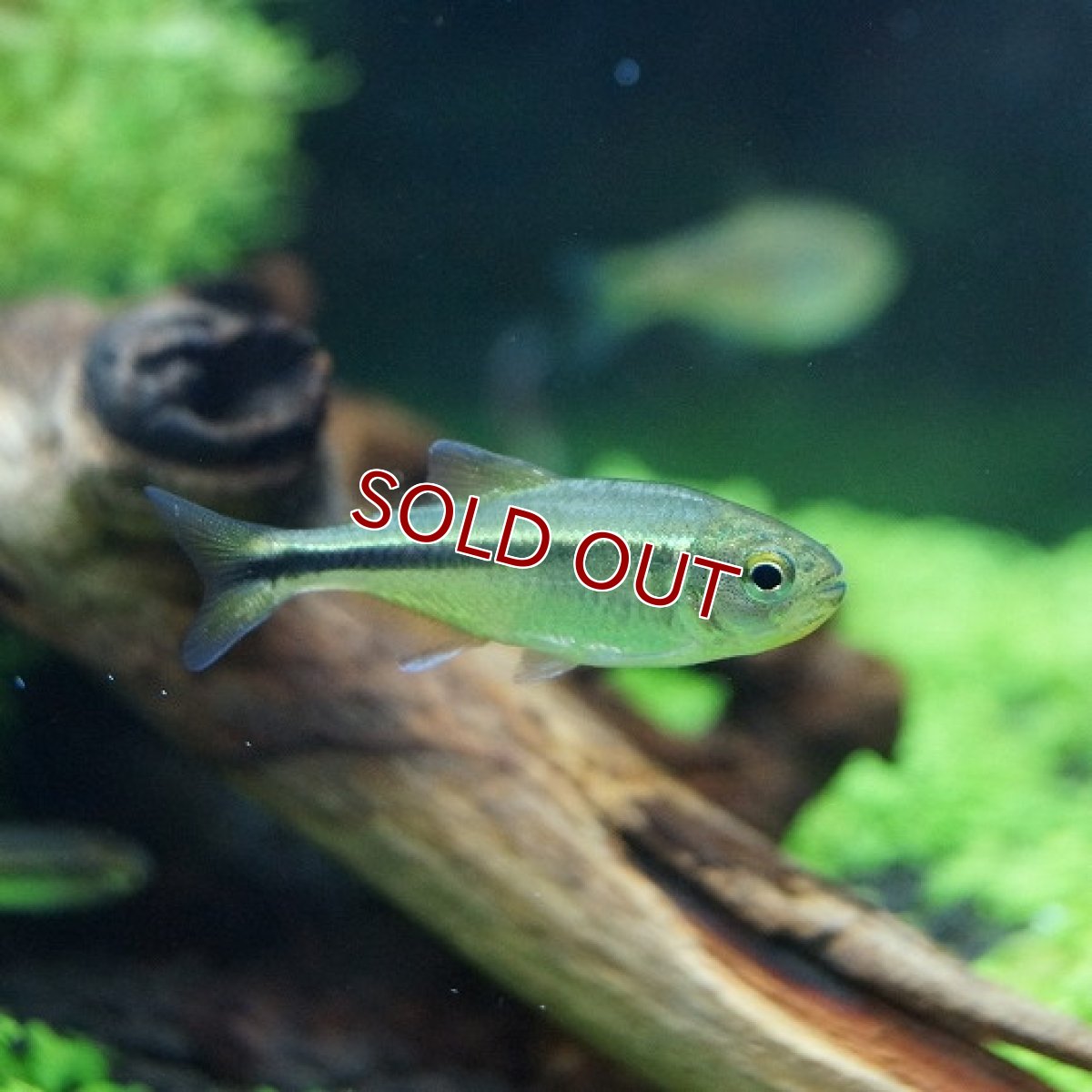 画像2: 【淡水魚】グリーンラインペンギンヘミグラムス アルトアラグアイア産 ワイルド 【1匹】（生体）【珍カラ】（熱帯魚）NKCK (2)