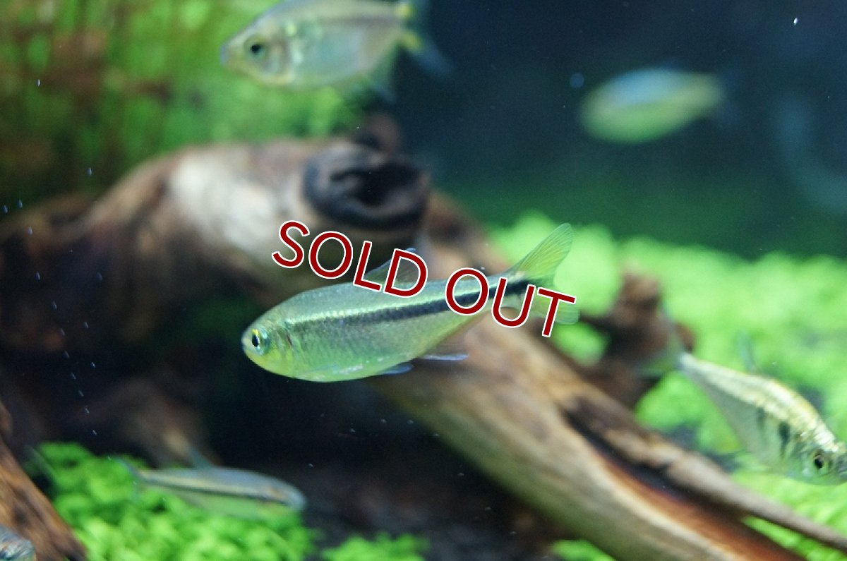 画像3: 【淡水魚】グリーンラインペンギンヘミグラムス アルトアラグアイア産 ワイルド 【1匹】（生体）【珍カラ】（熱帯魚）NKCK (3)