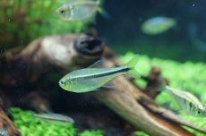 画像3: 【淡水魚】【通販】グリーンラインペンギンヘミグラムス アルトアラグアイア産 ワイルド 【1匹】（生体）【珍カラ】（熱帯魚）NKCK (3)