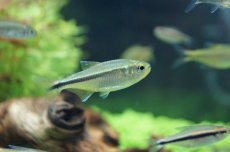 画像4: 【淡水魚】【通販】グリーンラインペンギンヘミグラムス アルトアラグアイア産 ワイルド 【1匹】（生体）【珍カラ】（熱帯魚）NKCK (4)