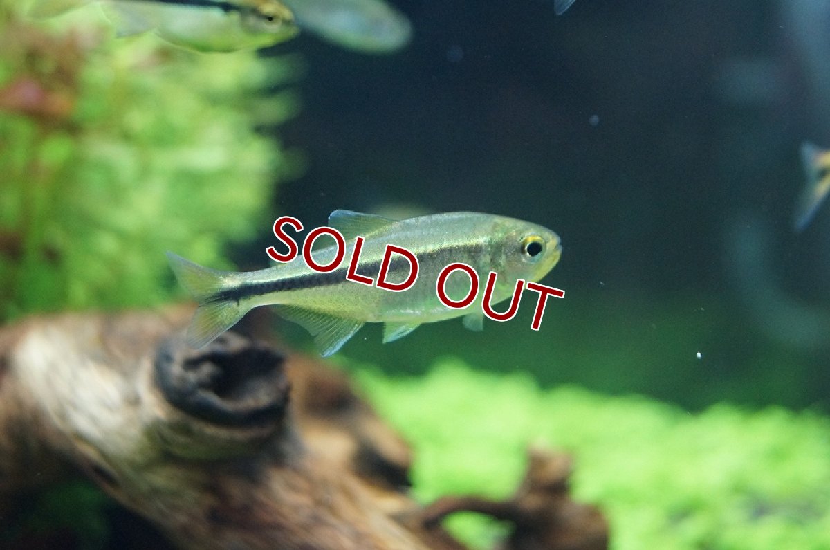 画像5: 【淡水魚】グリーンラインペンギンヘミグラムス アルトアラグアイア産 ワイルド 【1匹】（生体）【珍カラ】（熱帯魚）NKCK (5)