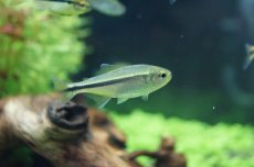 画像5: 【淡水魚】【通販】グリーンラインペンギンヘミグラムス アルトアラグアイア産 ワイルド 【1匹】（生体）【珍カラ】（熱帯魚）NKCK (5)