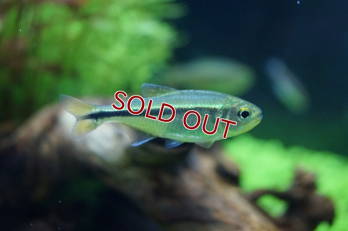 画像6: 【淡水魚】グリーンラインペンギンヘミグラムス アルトアラグアイア産 ワイルド 【1匹】（生体）【珍カラ】（熱帯魚）NKCK (6)