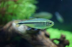 画像6: 【淡水魚】【通販】グリーンラインペンギンヘミグラムス アルトアラグアイア産 ワイルド 【1匹】（生体）【珍カラ】（熱帯魚）NKCK (6)