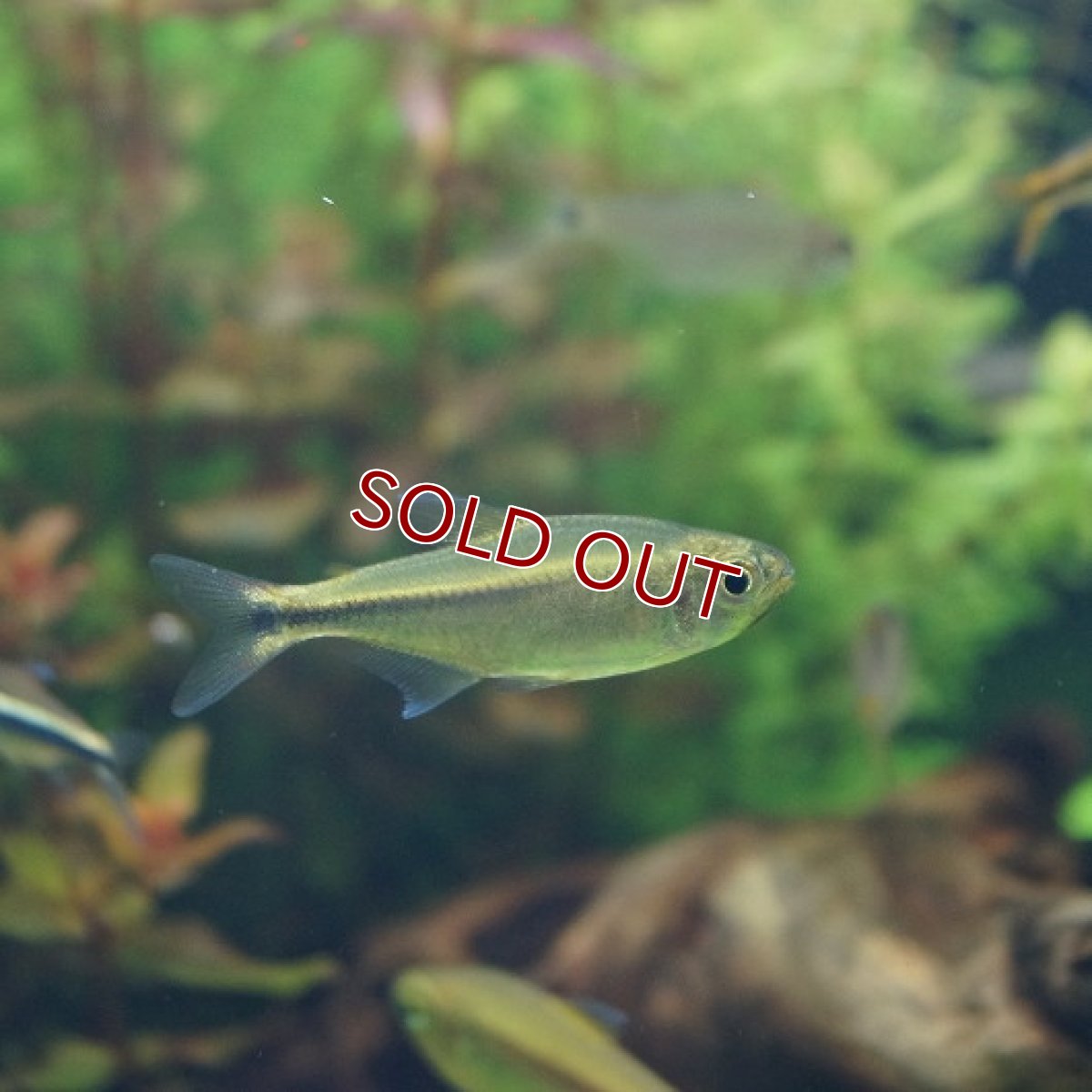 画像2: 【淡水魚】フラッシュカイザーテトラ リアル ワイルド アルトアラグアイア産【1匹】（生体）【珍カラ】（熱帯魚）NKCK (2)