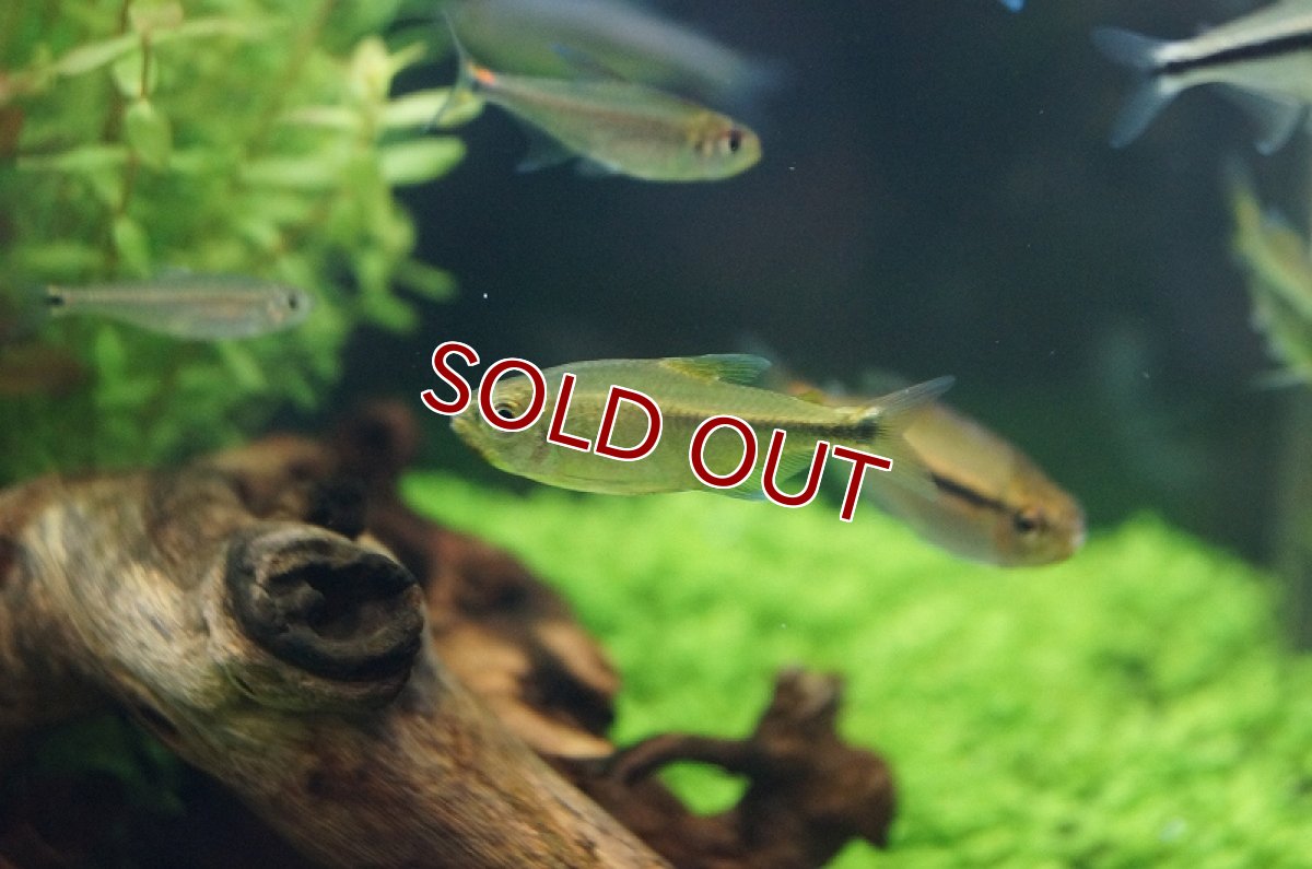 画像3: 【淡水魚】フラッシュカイザーテトラ リアル ワイルド アルトアラグアイア産【1匹】（生体）【珍カラ】（熱帯魚）NKCK (3)