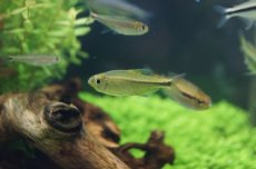 画像3: 【淡水魚】【通販】フラッシュカイザーテトラ リアル ワイルド アルトアラグアイア産【1匹】（生体）【珍カラ】（熱帯魚）NKCK (3)