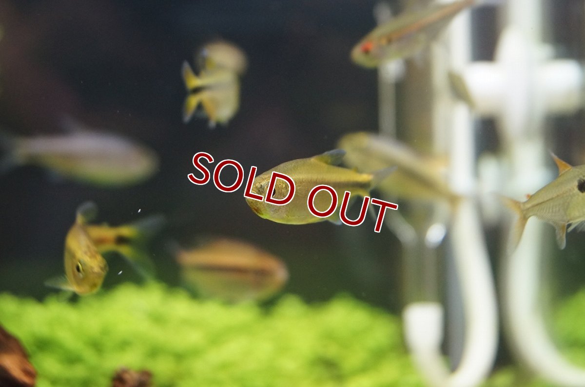 画像4: 【淡水魚】フラッシュカイザーテトラ リアル ワイルド アルトアラグアイア産【1匹】（生体）【珍カラ】（熱帯魚）NKCK (4)