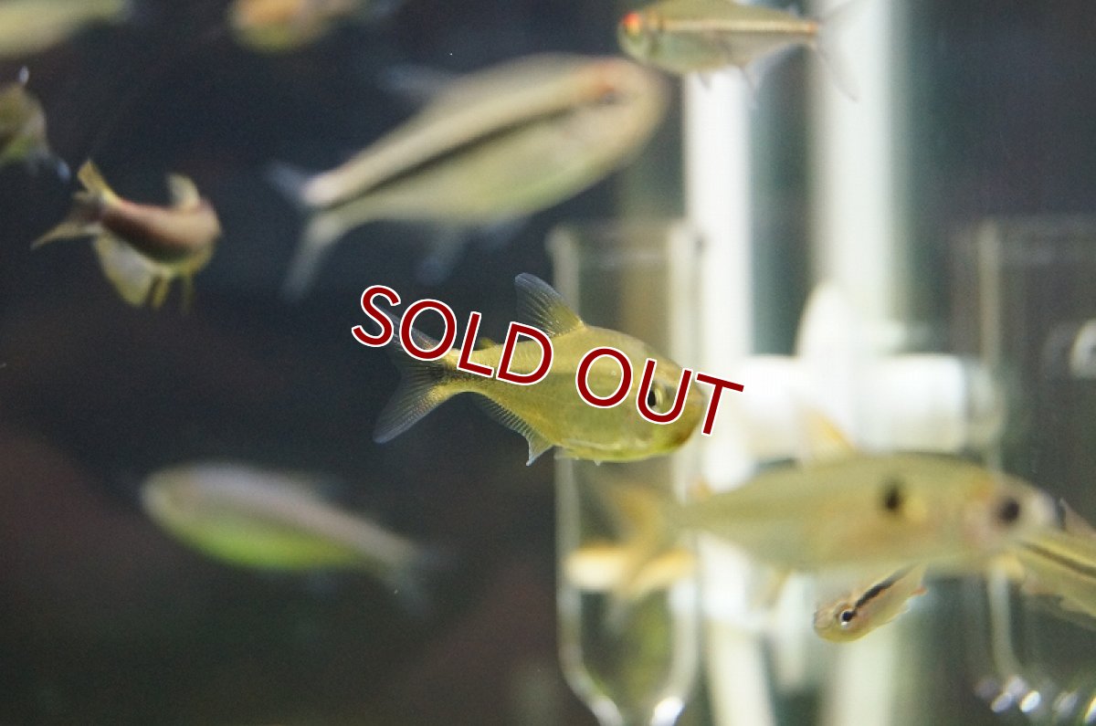 画像5: 【淡水魚】フラッシュカイザーテトラ リアル ワイルド アルトアラグアイア産【1匹】（生体）【珍カラ】（熱帯魚）NKCK (5)