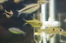 画像5: 【淡水魚】【通販】フラッシュカイザーテトラ リアル ワイルド アルトアラグアイア産【1匹】（生体）【珍カラ】（熱帯魚）NKCK (5)