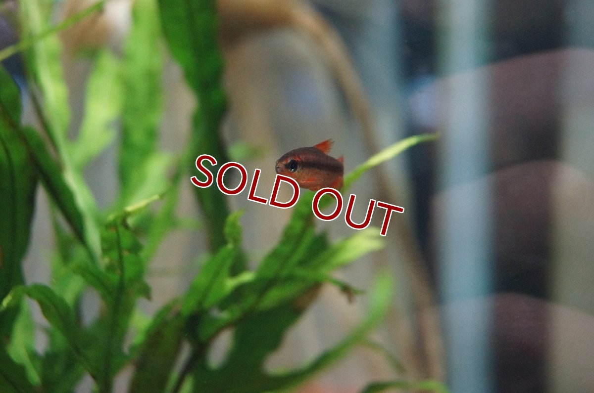 画像2: 【淡水魚】レッドデビルテトラ ワイルド【1匹】（生体）【珍カラ】（熱帯魚）NKCK (2)