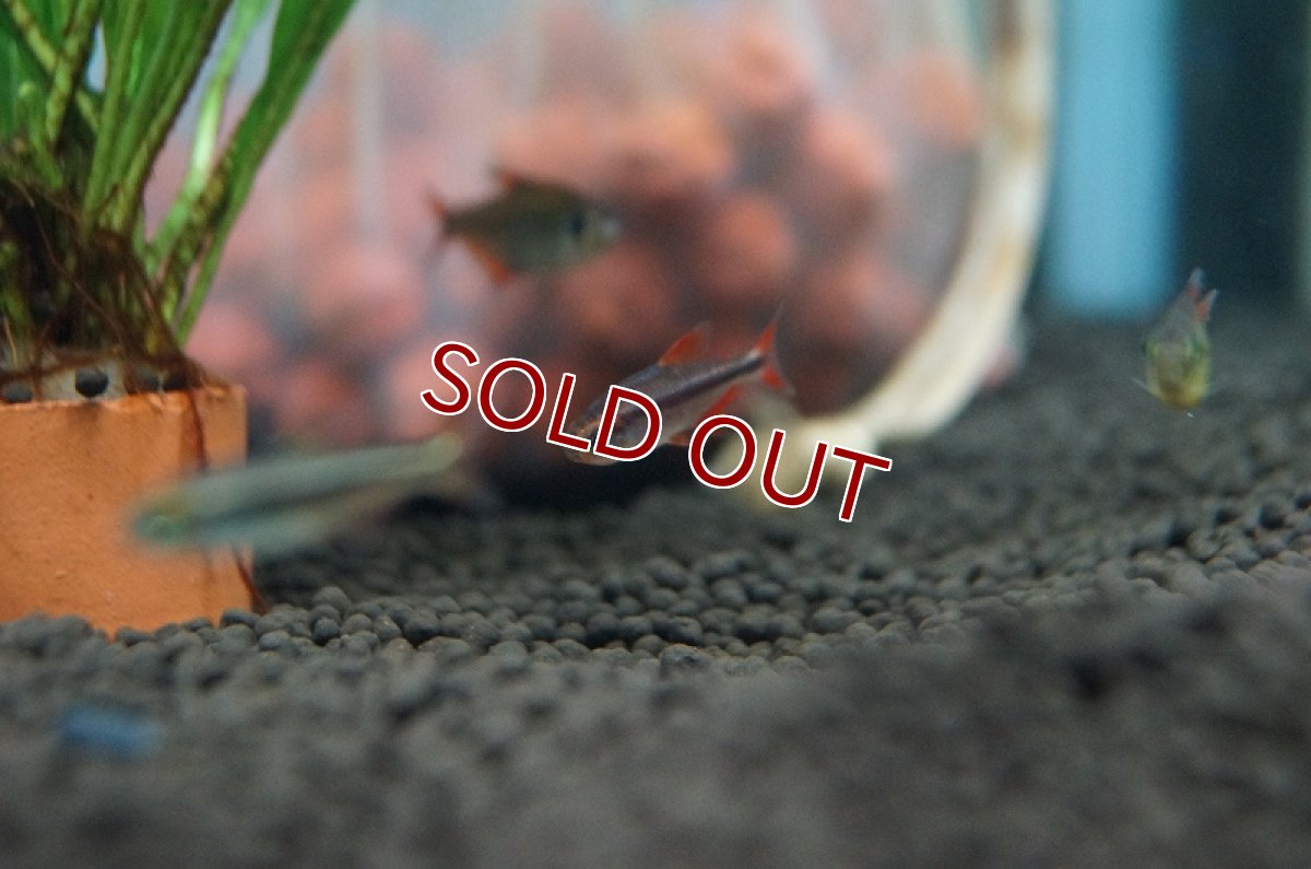 画像3: 【淡水魚】レッドデビルテトラ ワイルド【1匹】（生体）【珍カラ】（熱帯魚）NKCK (3)