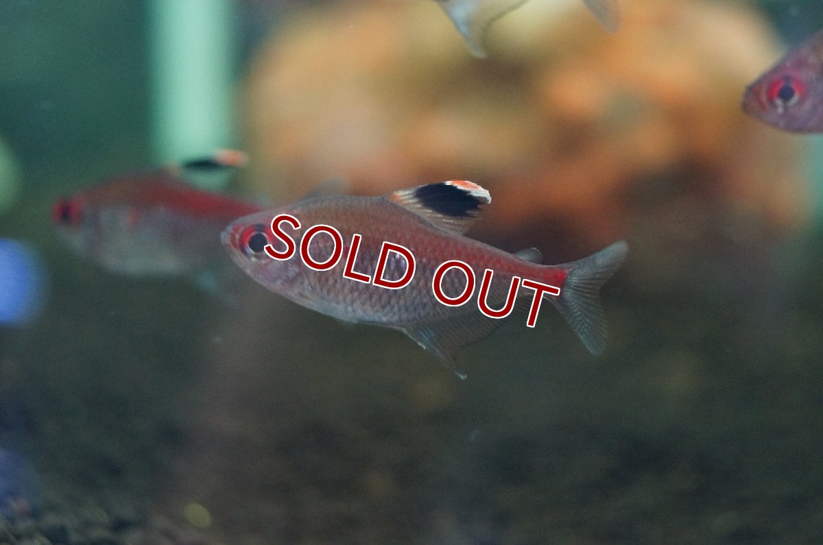 画像2: 【淡水魚】久々の入荷 ダイヤモンドペレズテトラ サンタイザベル産 ワイルド【3匹 サンプル画像】（生体）【珍カラ】（熱帯魚）NKCK (2)