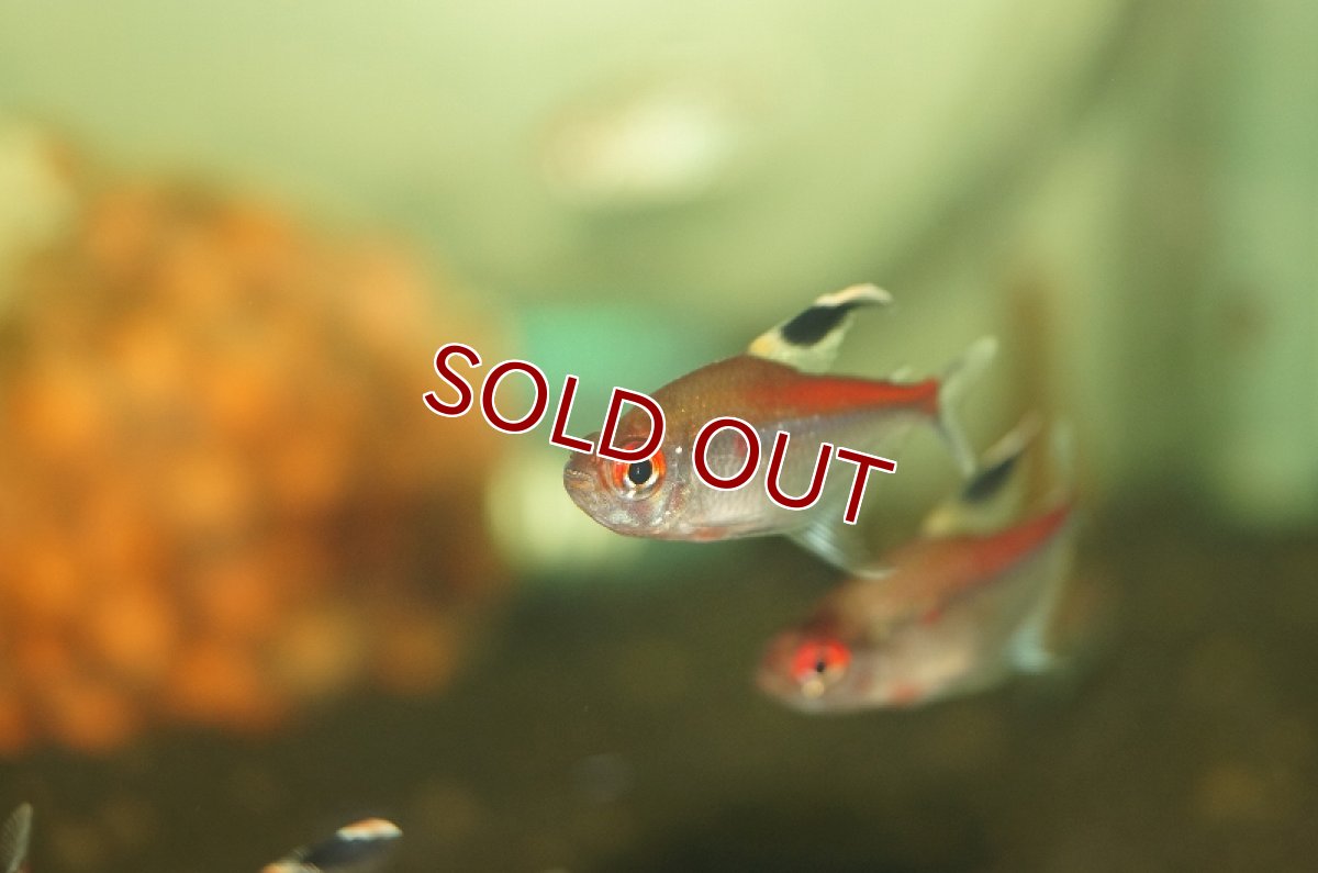 画像4: 【淡水魚】久々の入荷 ダイヤモンドペレズテトラ サンタイザベル産 ワイルド【3匹 サンプル画像】（生体）【珍カラ】（熱帯魚）NKCK (4)