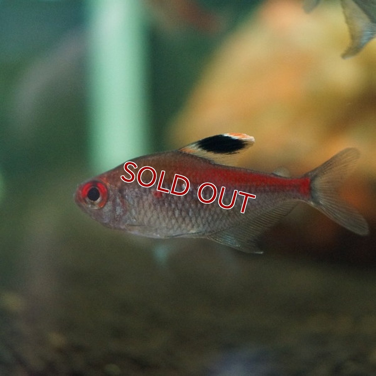 画像2: 【淡水魚】【通販】ダイヤモンドペレズテトラ サンタイザベル産 ワイルド【1匹 サンプル画像】（生体）【珍カラ】（熱帯魚）NKCK (2)