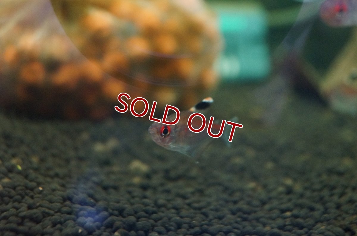 画像4: 【淡水魚】【通販】ダイヤモンドペレズテトラ サンタイザベル産 ワイルド【1匹 サンプル画像】（生体）【珍カラ】（熱帯魚）NKCK (4)