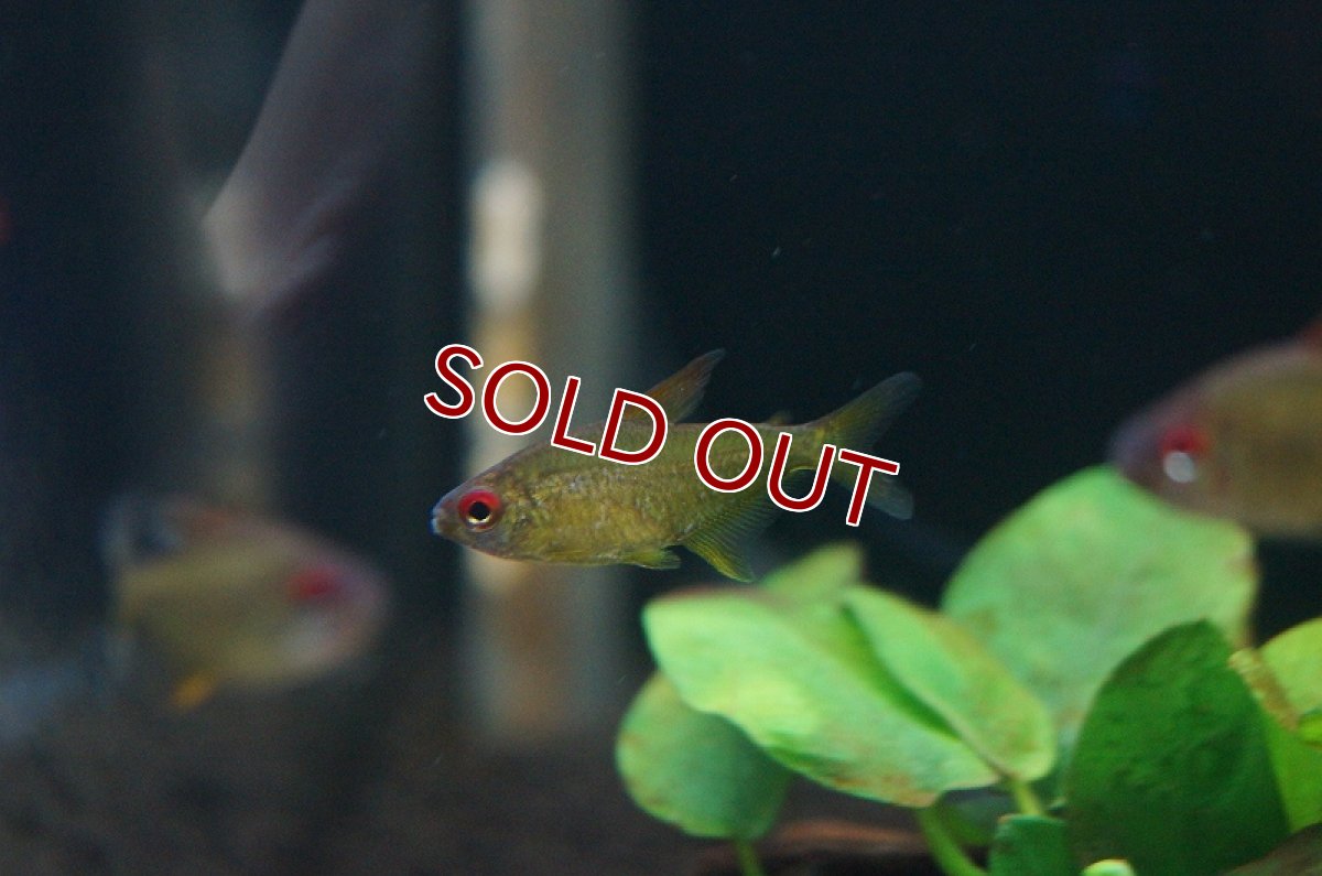 画像2: 【淡水魚】激安 スーパーレモンテトラ ボリビア【1匹 サンプル画像】（生体）【珍カラ】（熱帯魚）NKCK (2)