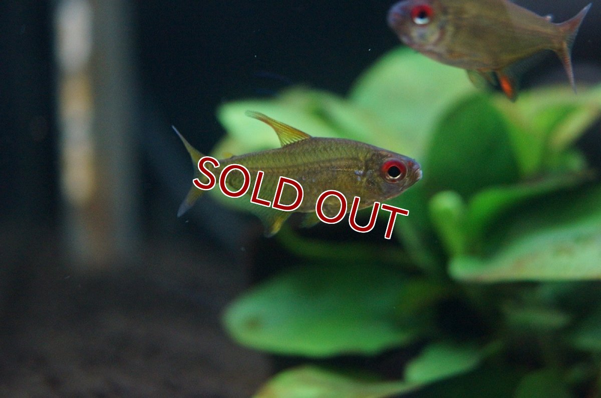 画像3: 【淡水魚】激安 スーパーレモンテトラ ボリビア【1匹 サンプル画像】（生体）【珍カラ】（熱帯魚）NKCK (3)