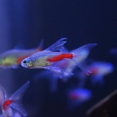 画像2: 【淡水魚】【通販】スーパーロングフィンネオンテトラ(羽衣ネオンテトラ)【1匹 サンプル画像】（生体）【珍カラ】（熱帯魚）NKCK (2)