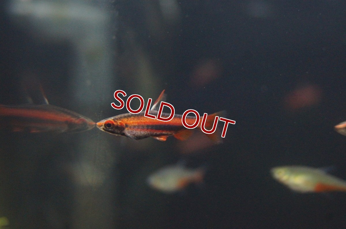 画像1: 【淡水魚】【通販】アークレッドペンシルフィッシュ ワイルド【1匹 サンプル画像】（生体）【珍カラ】（熱帯魚）NKCK (1)