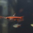淡水魚 アークレッドペンシルフィッシュ 1匹 生体 珍カラ 熱帯魚 Nkck ペットバルーン ネットショップ 淡水魚 アークレッドペンシルフィッシュ 1匹 生体 珍カラ 熱帯魚 Nkck ペットバルーン ネットショップ