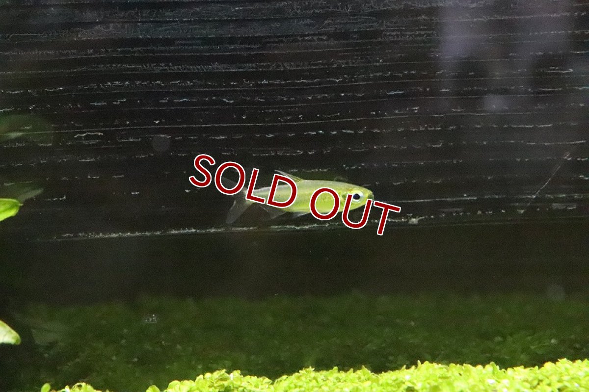 画像2: 【淡水魚】レア種 フェナコグラムスspMOKOBILE(モコビレ) ワイルド【1匹】（生体）【珍カラ】（熱帯魚）NKCK (2)