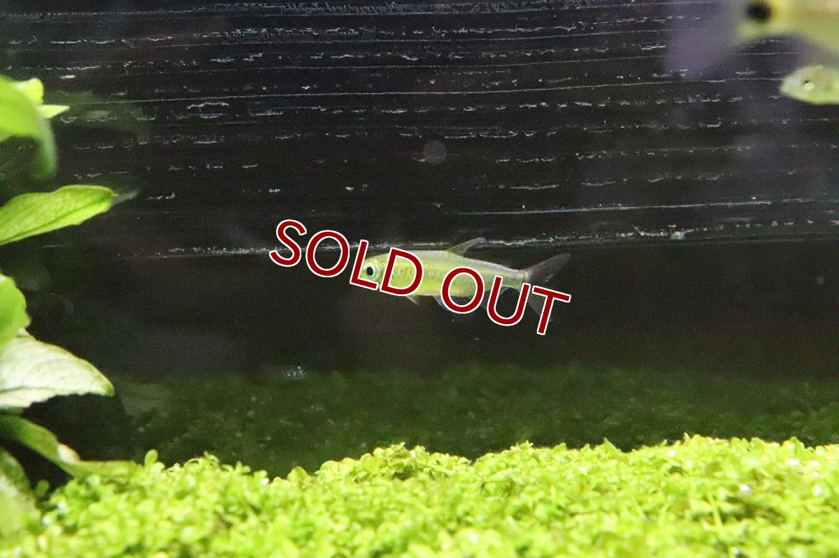 画像3: 【淡水魚】レア種 フェナコグラムスspMOKOBILE(モコビレ) ワイルド【1匹】（生体）【珍カラ】（熱帯魚）NKCK (3)