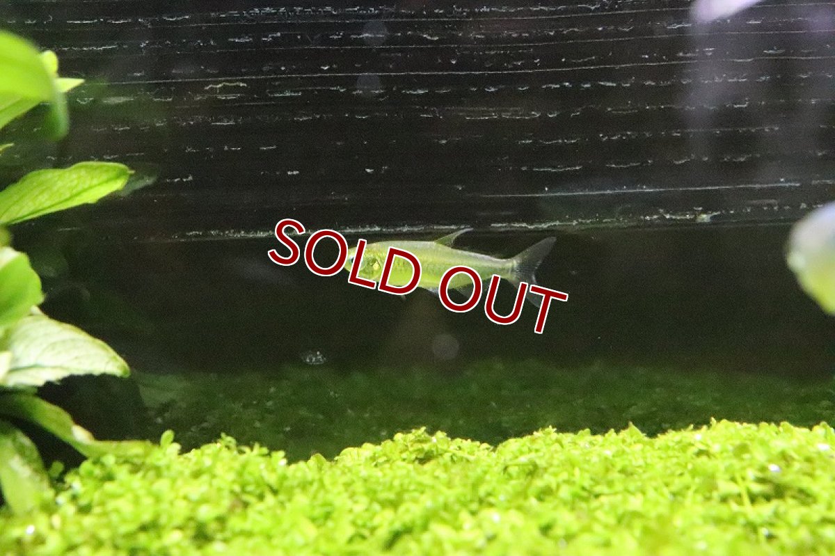 画像4: 【淡水魚】レア種 フェナコグラムスspMOKOBILE(モコビレ) ワイルド【1匹】（生体）【珍カラ】（熱帯魚）NKCK (4)