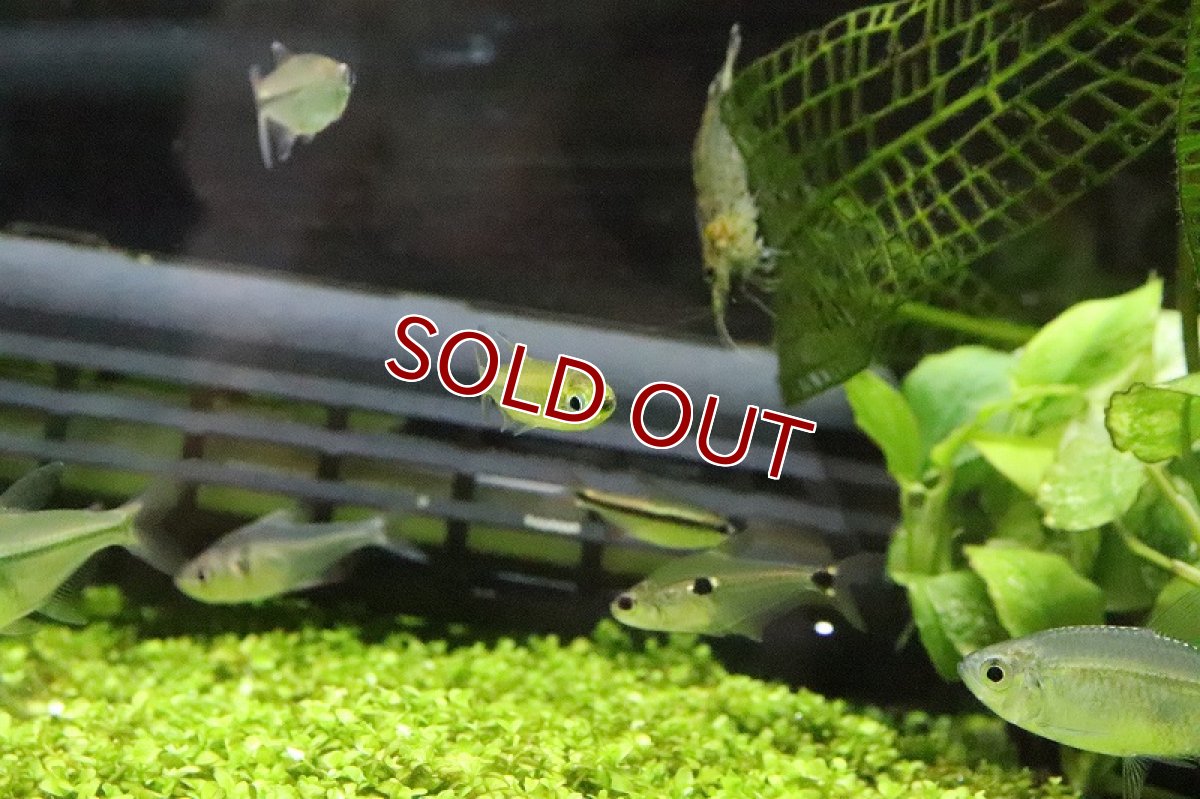 画像5: 【淡水魚】レア種 フェナコグラムスspMOKOBILE(モコビレ) ワイルド【1匹】（生体）【珍カラ】（熱帯魚）NKCK (5)