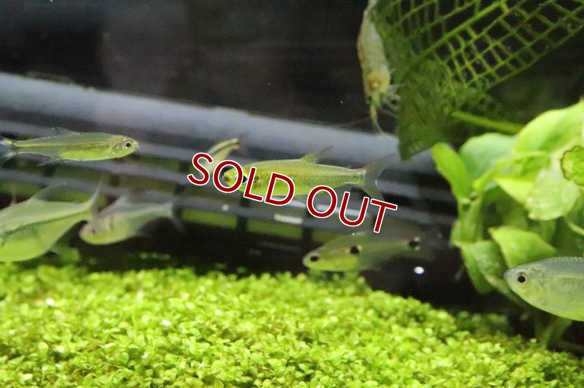 画像6: 【淡水魚】レア種 フェナコグラムスspMOKOBILE(モコビレ) ワイルド【1匹】（生体）【珍カラ】（熱帯魚）NKCK (6)