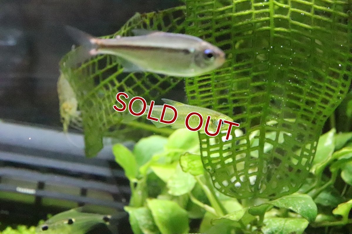 画像7: 【淡水魚】レア種 フェナコグラムスspMOKOBILE(モコビレ) ワイルド【1匹】（生体）【珍カラ】（熱帯魚）NKCK (7)